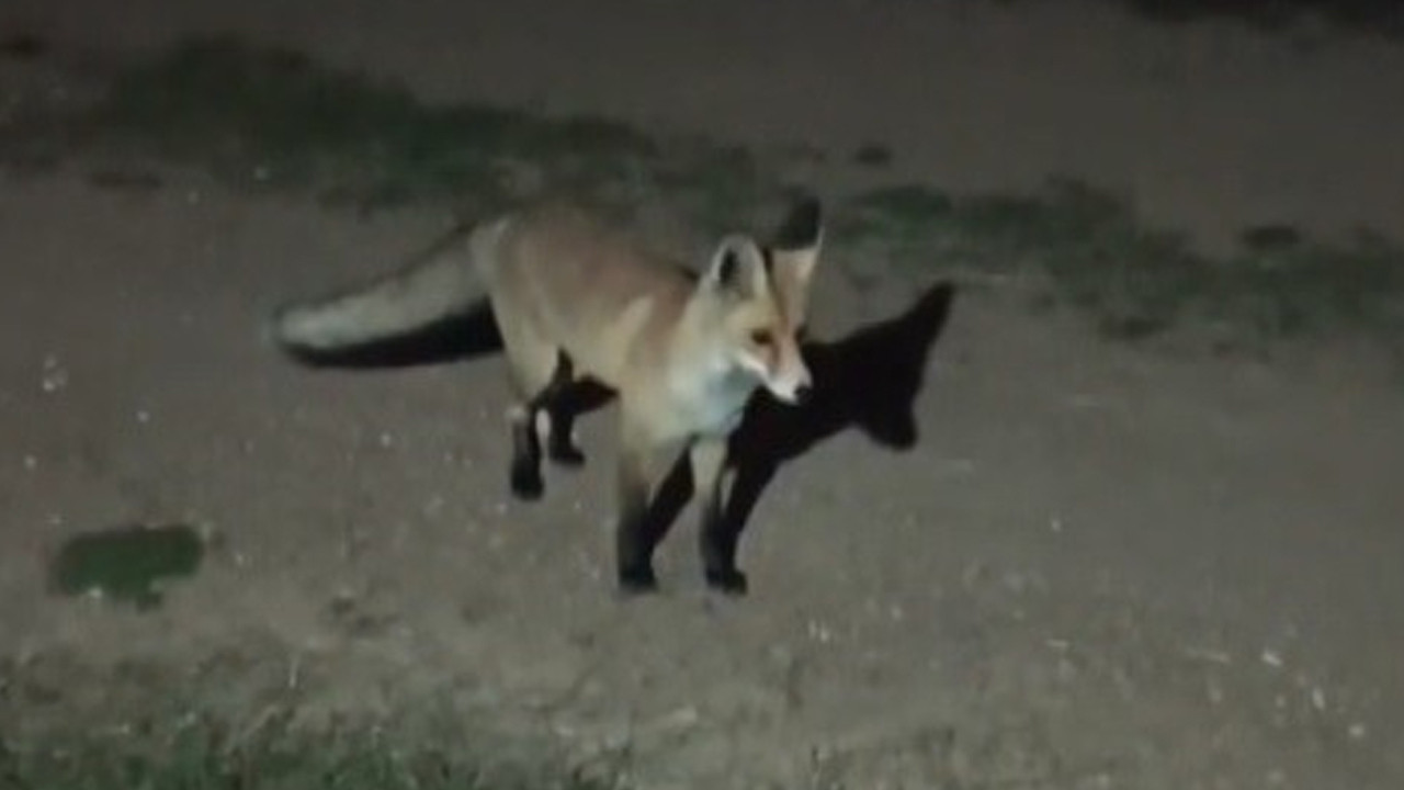 “Mazlum” adlı tilki köylünün kapısını mesken tuttu